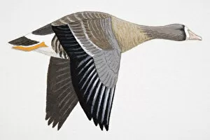 White-fronted Goose frontalis (Anser albifrons), known as Greater White-fronted Goose in North America, adult