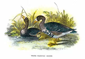 Images Dated 4th July 2015: White-fronted goose illustration 1896