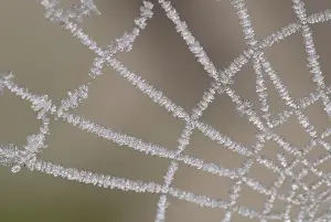 Ice Covered Prints: White frost on a spider web, Middle Elbe Biosphere Reserve, Saxony-Anhalt, Germany, Europe