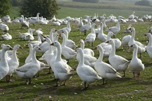 Scandinavia Collection: White geese in a goose farm, Skurup, Sweden