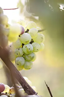 Vitaceae Prints: White grapes on the vine, autumn leaves