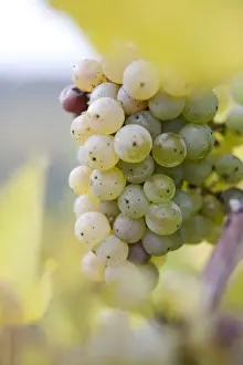 Out Of Focus Prints: White grapes on the vine, autumn leaves