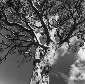 Images Dated 26th September 2006: White Gum Tree