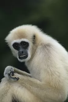 Images Dated 13th February 2006: White-handed gibbon (Hylobates lar) sitting outdoors, Gunung Leuser National Park, Indonesia