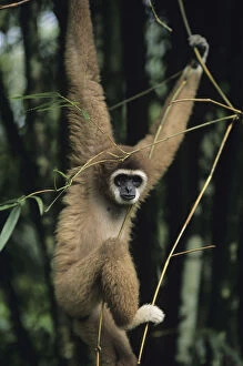 White-handed gibbon (Hylobates lar) hanging amongst twigs, Gunung Leuser National Park, Indonesia