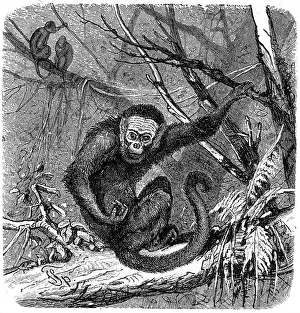White-headed capuchin (Cebus Capucinus)