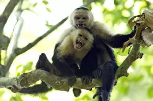 Simiae Collection: White-headed Capuchin or White-throated Capuchin -Cebus capucinus-, Sirena, Corcovado National Park