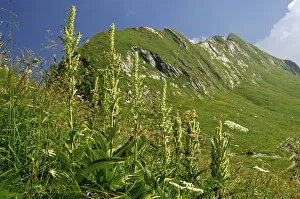 White Hellebore -Veratrum album-, Vaud Alps, Switzerland, Europe