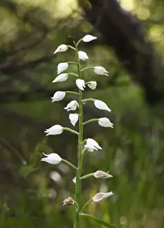 Orchids Prints: White Helleborine (Cephalanthera damasonium), Bavaria, Germany, Europe
