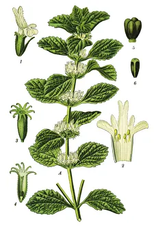 Images Dated 15th April 2019: white horehound, common horehound, horehound