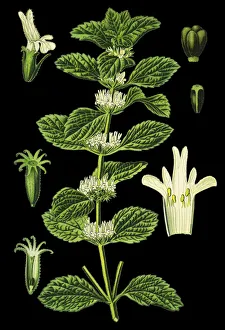 Images Dated 15th April 2019: white horehound, common horehound, horehound