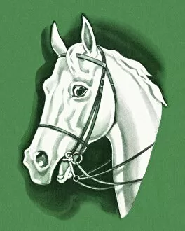 Images Dated 3rd October 2012: White Horse