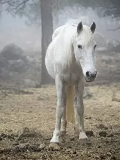 Images Dated 12th April 2015: White horse between the fog