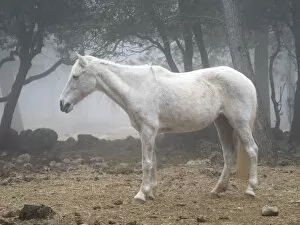 Images Dated 12th April 2015: White horse between the fog