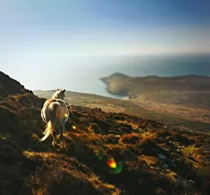 Images Dated 21st February 2009: White horse on mountain top at sunset by ocecliffs