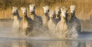 Leadership Collection: White horses running through water, France
