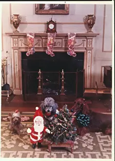 White House Dogs with Christmas Decorations