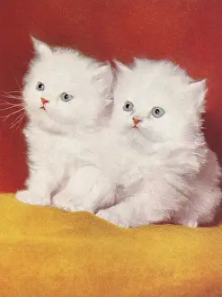 Two White Kittens