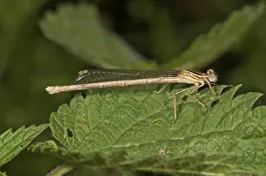 Damselfly Prints: White-legged Damselfly or Blue Featherleg -Platycnemis pennipes