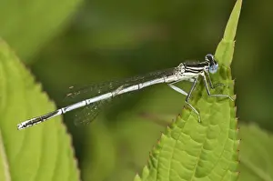 Damselfly Prints: White-legged Damselfly or Blue Featherleg -Platycnemis pennipes