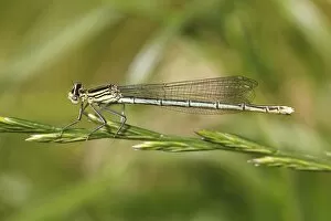 Images Dated 7th June 2014: White-legged Damselfly -Platycnemis pennipes-, female, Huhnermoor nature reserve