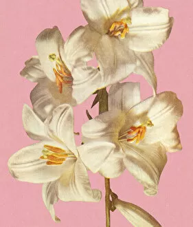 Flower Head Gallery: White Lilies