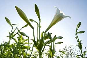 White lilies (Lilium formosanum Wallace) blossoming under blue sky White lilies (Lilium formosanum Wallace) blossoming under blue sky