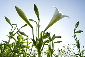 White lilies (Lilium formosanum Wallace) blossoming under blue sky