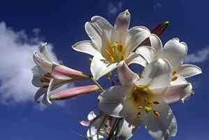 Images Dated 3rd July 2006: White Lily Flowers Against a Blue Sky