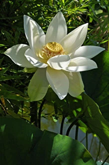 White Lotus Flower -Nelumbo sp.-, Erlangen Botanical Garden, Erlangen, Middle Franconia, Bavaria, Germany