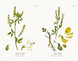 Images Dated 11th December 2017: White Melilot, Melilotus Alba, Victorian Botanical Illustration, 1863