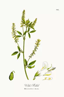 Images Dated 16th October 2017: White Melilot, Melilotus Alba, Victorian Botanical Illustration, 1863