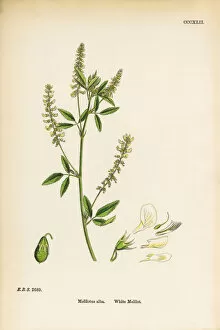 Images Dated 9th June 2017: White Melilot, Melilotus Alba, Victorian Botanical Illustration, 1863
