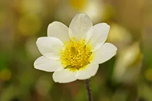 Lapland Collection: White Mountain Avens or White Dryas -Dryas octopetala-, national flower of Iceland