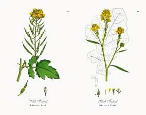 White Mustard, Brassica Alba, Victorian Botanical Illustration, 1863