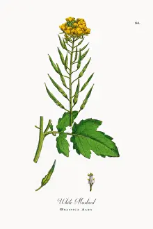White Mustard, Brassica Alba, Victorian Botanical Illustration, 1863