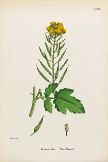 White Mustard, Brassica Alba, Victorian Botanical Illustration, 1863