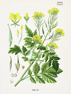 White Mustard Chromolithography 1887