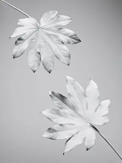 Prints of Two leaves, painted white, photographed against a white background Stone Prints: White nature