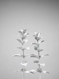 Prints of Two mint plants painted white, photographed against a white background Stone Prints: White nature