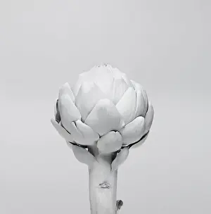 Prints of An artichoke, painted white, photographed against a white background Stone Prints: White nature