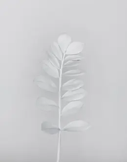 Prints of A plant, painted white, photographed against a white background Stone Prints: White nature