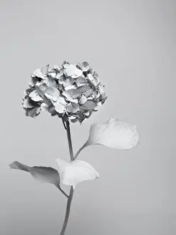 Prints of A flower, painted white, photographed against a white background Stone Prints: White nature