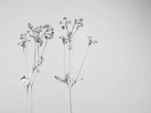 Prints of Two plants painted white, photographed against a white background Stone Prints: White nature