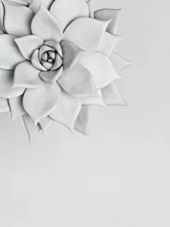 Prints of A plant painted white, photographed against a white background Stone Prints: White nature