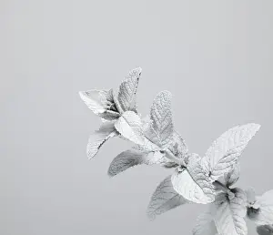Prints of A mint plant painted white, photographed against a white background Stone Prints: White nature