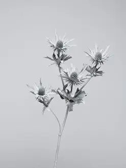 Prints of A plant painted white, photographed against a white background Stone Prints: White nature