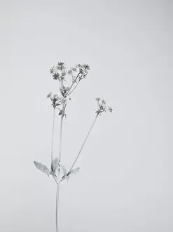 Prints of A plant, painted white, photographed against a white background Stone Prints: White nature
