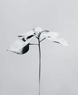 Prints of A plant, painted white, photographed against a white background Stone Prints: White nature