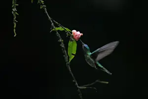 White-necked Jacobin